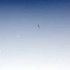 Himalaya Ashwagandha Tablets